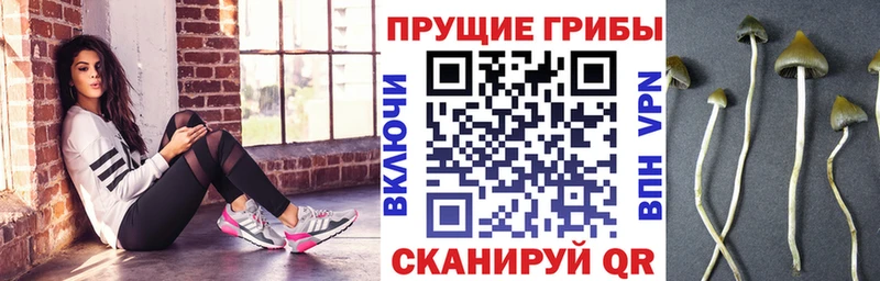 купить закладку  Грайворон  Галлюциногенные грибы Psilocybine cubensis 